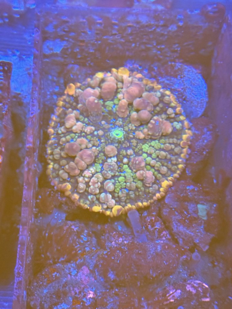 CoralBay UK - IMG 3761 768x1024 1