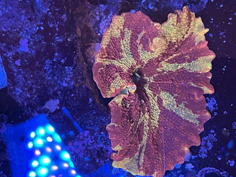 CoralBay UK - Jawbreaker electus